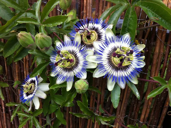 Multicolor_Krishna_Kamal_|_Passion_Flower_Plant
