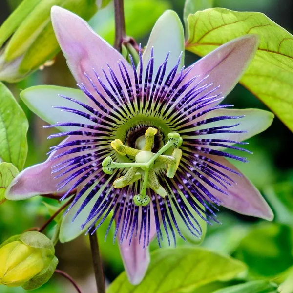 Passion_Flower|_Krishno_Kamal_Flower_Plant