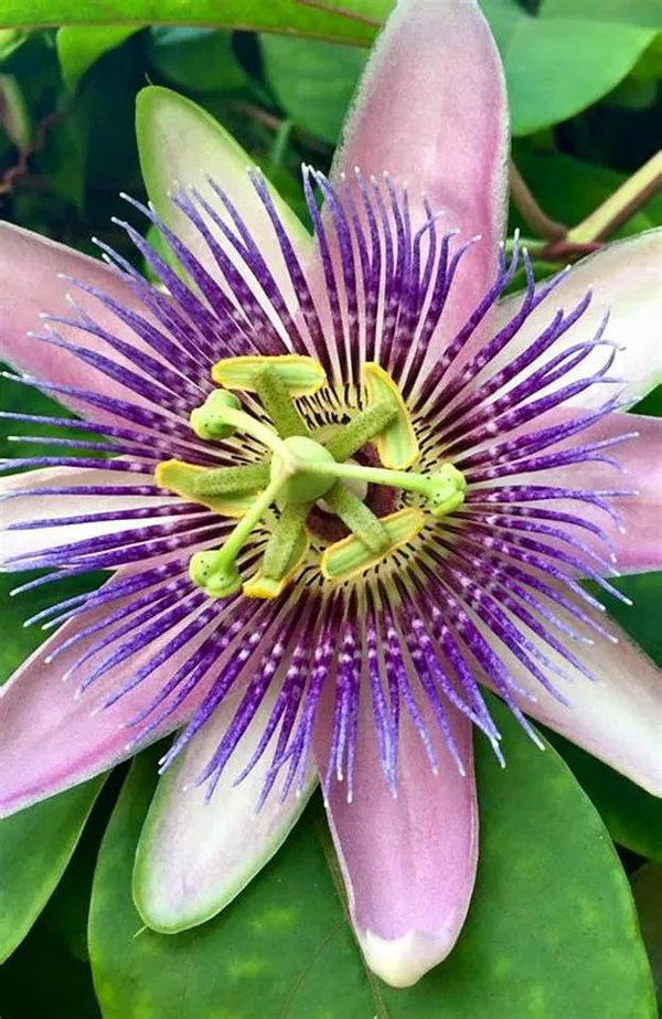 Passion_Flower|_Krishno_Kamal_Flower_Plant