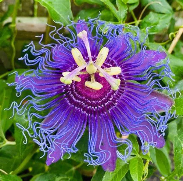 Krishna_Kamal|_Passion_Flower_Plant