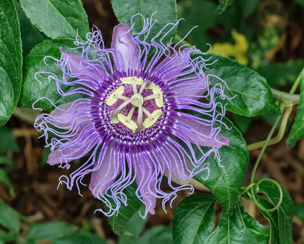Krishna_Kamal|_Passion_Flower_Plant
