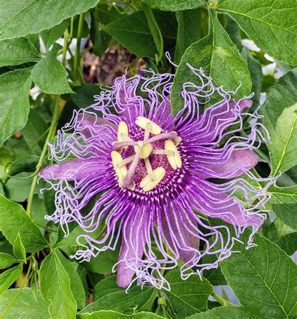 Krishna_Kamal|_Passion_Flower_Plant