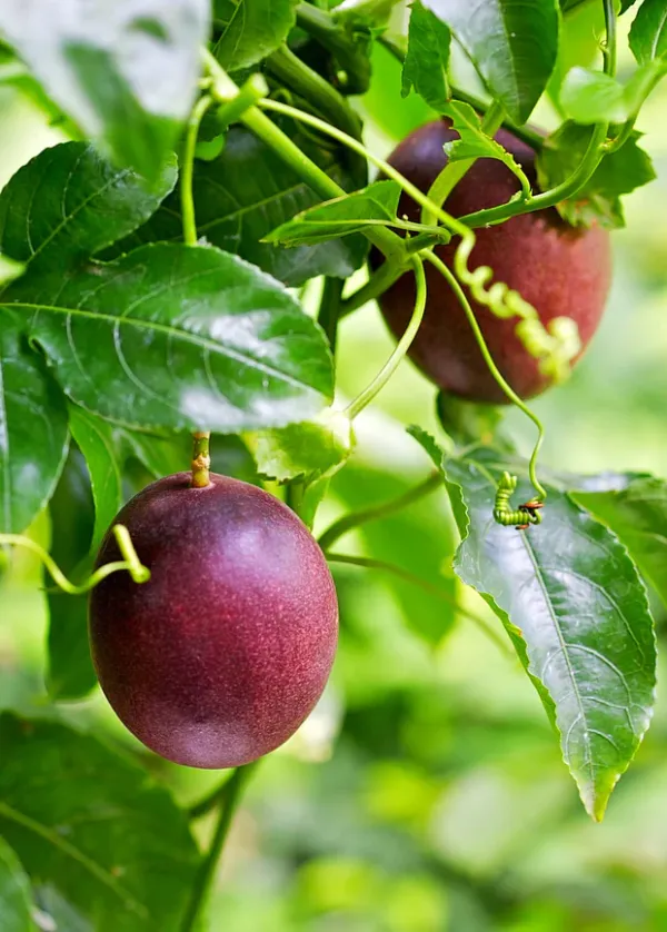 Passion_Fruit_Plant_Hybrid
