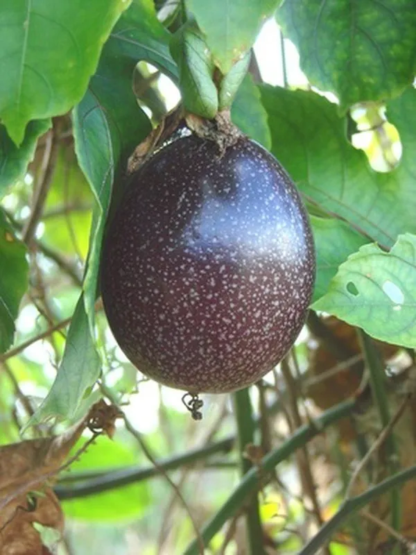 Passion_Fruit_Plant_Hybrid