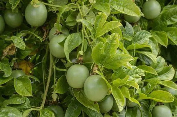 Passion_Fruit_Plant_Hybrid