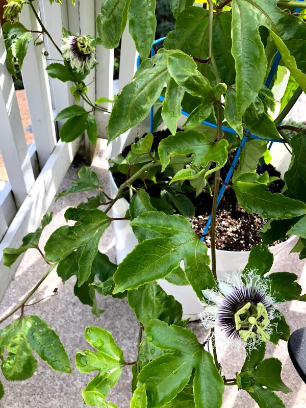 Passion_Fruit_Plant_Hybrid