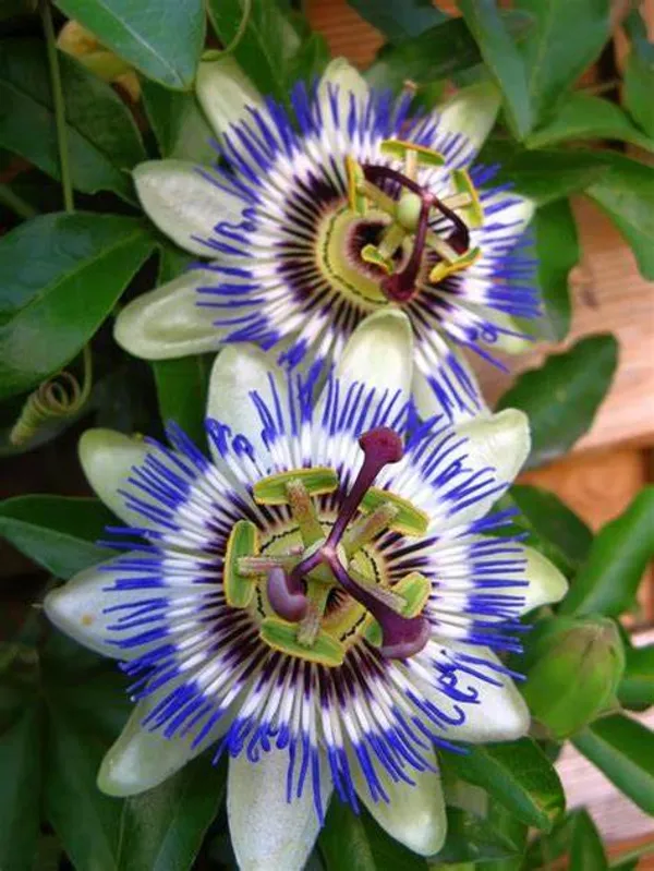 Beautiful_Passion_Flower_Plant_(1.5-2.5_Ft_Size)_For_Your_Home_Gardening_Hybrid
