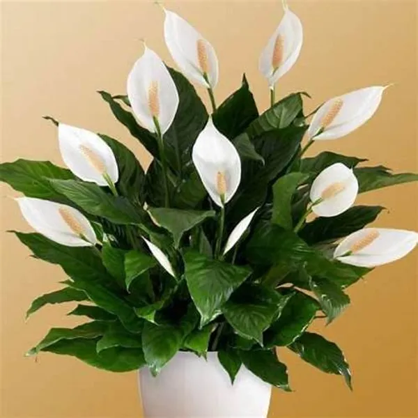 Peace_Lily_Flower_Plant