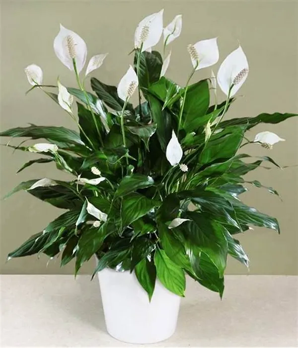 Peace_Lily_Flower_Plant