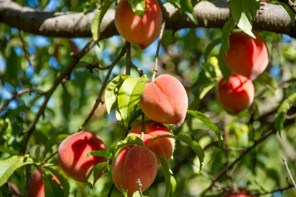 Peach_Hybrid_Fruit_Plant