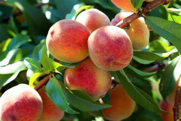 Peach_Hybrid_Fruit_Plant