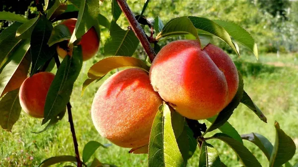Peach_Hybrid_Fruit_Plant