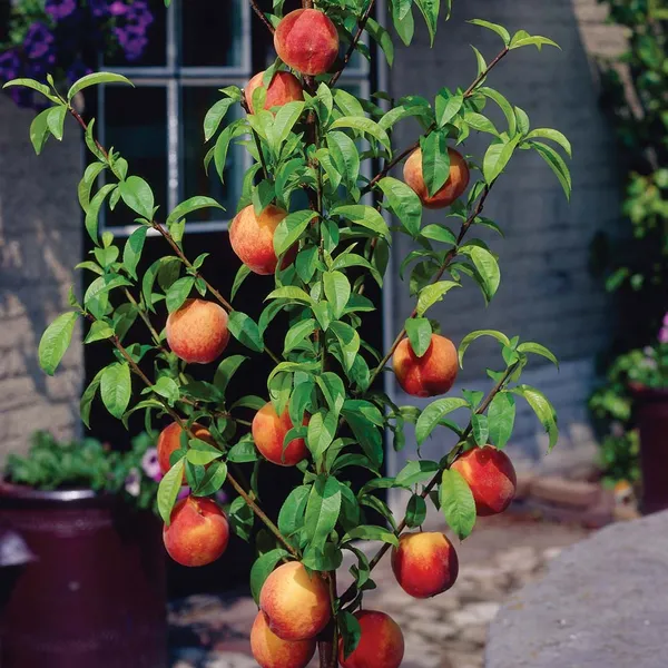 Peach_Hybrid_Fruit_Plant