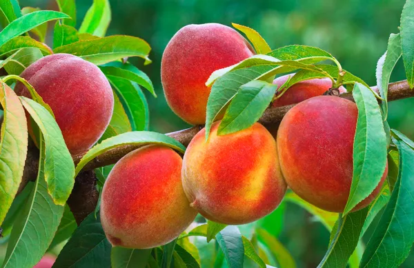 Peach_Hybrid_Fruit_Plant_&_Tree_(1.5-3.5_Ft_Hight)_For_Home_Gardening