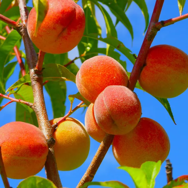 Peach_Hybrid_Fruit_Plant_&_Tree_(1.5-3.5_Ft_Hight)_For_Home_Gardening