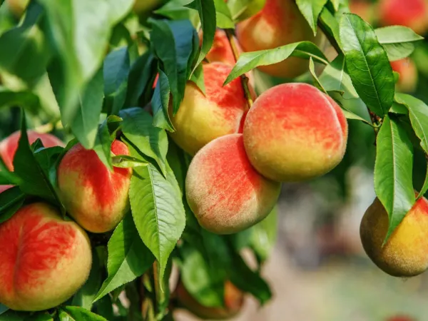 Peach_Hybrid_Fruit_Plant_&_Tree_(1.5-3.5_Ft_Hight)_For_Home_Gardening