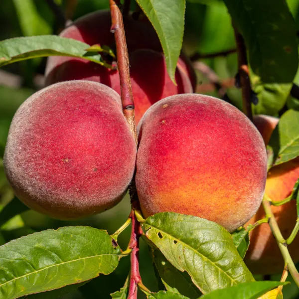 Peach_Fruit_Plant_Hybrid_And_Grafting