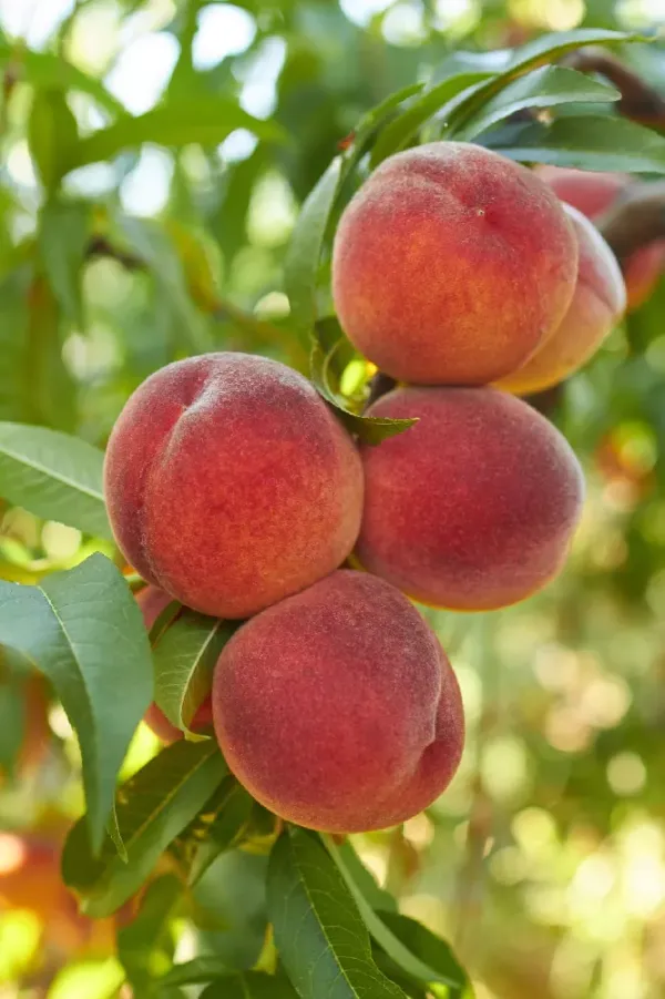 Peach_Fruit_Plant_Hybrid_And_Grafting
