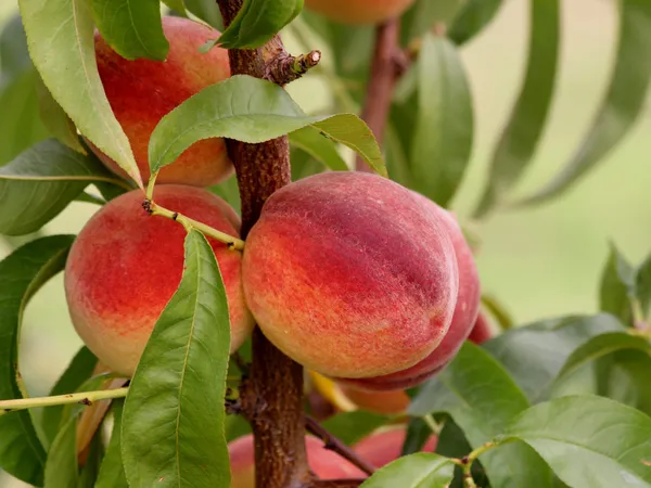 Peach_Fruit_Plant_Hybrid_And_Grafting