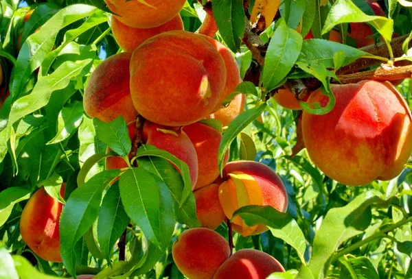 Peach_Fruit_Plant_Hybrid_And_Grafting