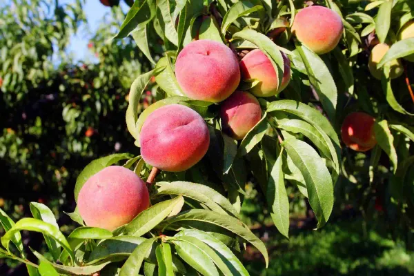 Peach_Fruit_Plant_Hybrid_And_Grafting