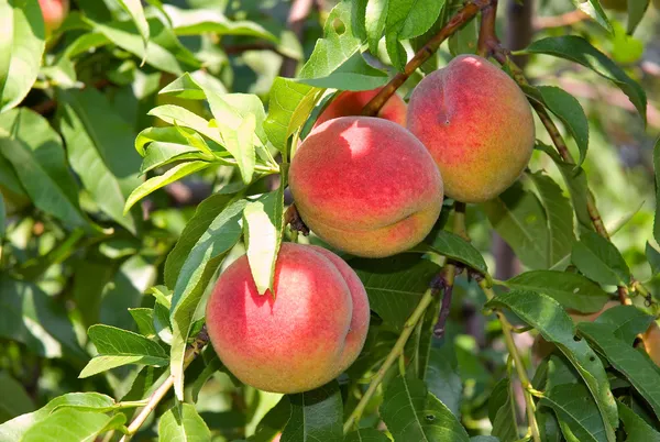 Peach_Fruit_Plant_Hybrid_And_Grafting