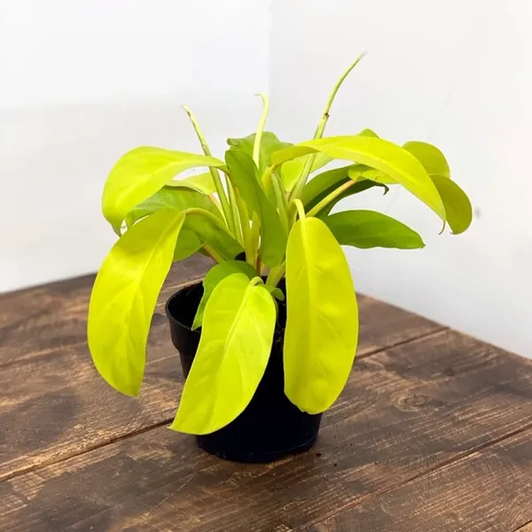 Philodendron_Malay_Gold_(Air_Purifying)_Live_Indoor_Plant_For_Your_Sweet_Home_Decoration_&_Gardening_Hybrid