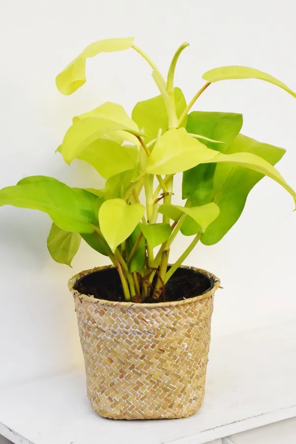 Philodendron_Malay_Gold_(Air_Purifying)_Live_Indoor_Plant_For_Your_Sweet_Home_Decoration_&_Gardening_Hybrid