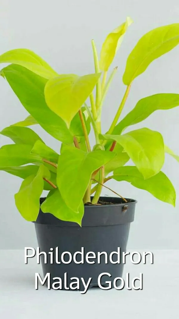 Philodendron_Malay_Gold_(Air_Purifying)_Live_Indoor_Plant_For_Your_Sweet_Home_Decoration_&_Gardening_Hybrid