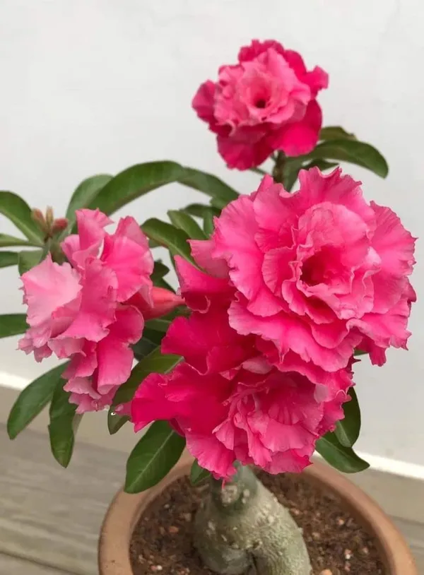 Pink_Adenium_Desert_Rose_Variety_Beautiful_Flowering_Plant_For_Your_Home_Garden_Hybrid