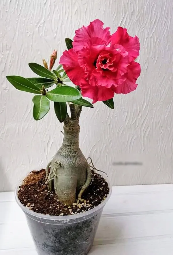 Pink_Adenium_Desert_Rose_Variety_Beautiful_Flowering_Plant_For_Your_Home_Garden_Hybrid
