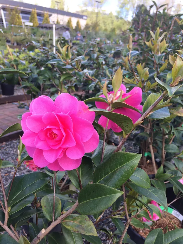 Pink_Camellia_Flowering_Plant_&_Tree_For_Home_Garden_(Grafted_Plant)