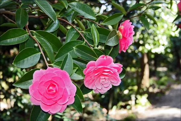 Pink_Camellia_Flowering_Plant_&_Tree_For_Home_Garden_(Grafted_Plant)