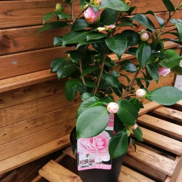 Pink_Camellia_Flowering_Plant_&_Tree_For_Home_Garden_(Grafted_Plant)