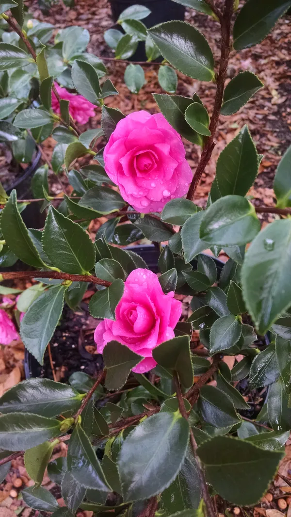 Pink_Camellia_Flowering_Plant_&_Tree_For_Home_Garden_(Grafted_Plant)