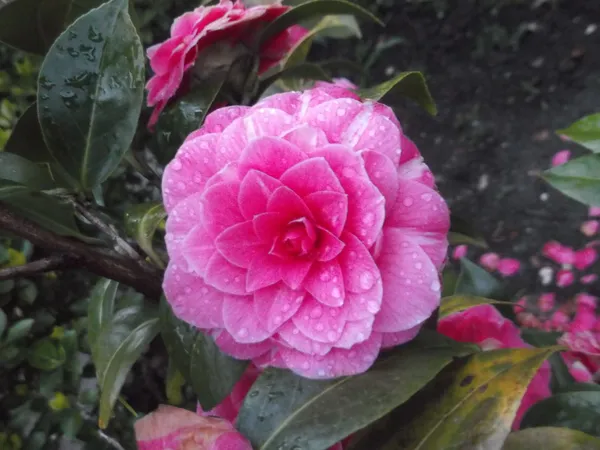 Pink_Camellia_Flowering_Plant_&_Tree_For_Home_Garden_(Grafted_Plant)