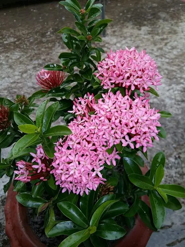 Pink_Ixora_Flower_Plant_&_Tree_(1.5-3.5_Ft_Hight)_For_Sweet_Home_Gardening_Hybrid