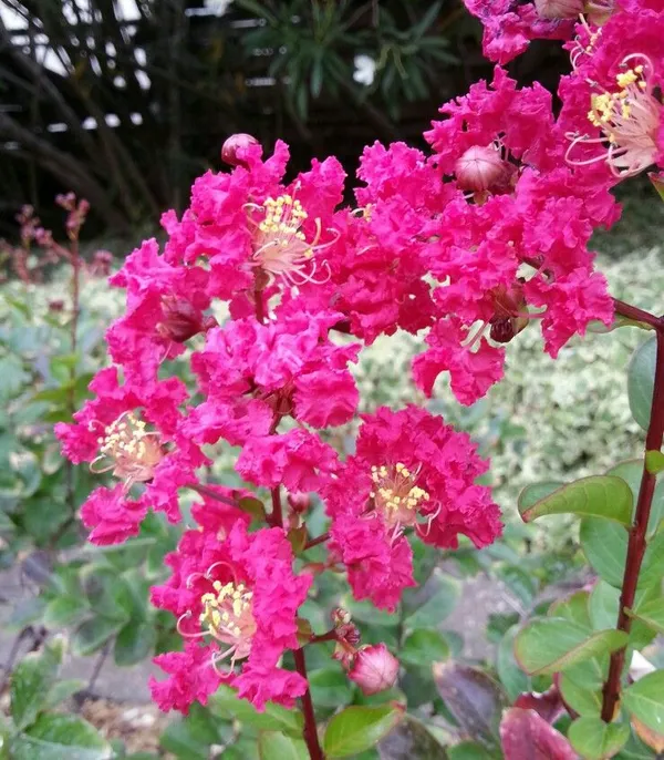 Beautiful_Pink_Furus_Flowering_Plant_&_Tree_For_Shrub|Home_Garden_Coral_Pink_Furus_Grafted_Flower_Plant_(1.5-3.5_Ft_Hight)