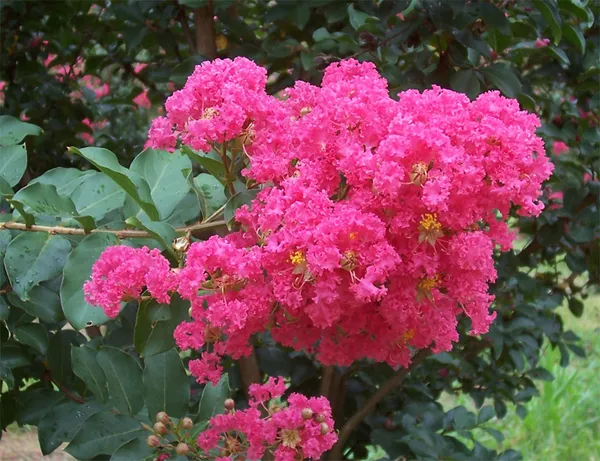 Beautiful_Pink_Furus_Flowering_Plant_&_Tree_For_Shrub|Home_Garden_Coral_Pink_Furus_Grafted_Flower_Plant_(1.5-3.5_Ft_Hight)