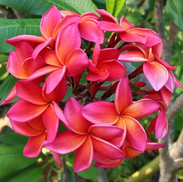 Kathchapa_Flower_Plant_&_Tree_(1.5-3.5_Ft_Hight)_For_Home_Gardening_Plumeria_(Pink)_Flowering_Plant_Hybrid
