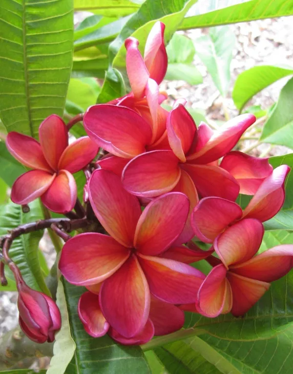 Kathchapa_Flower_Plant_&_Tree_(1.5-3.5_Ft_Hight)_For_Home_Gardening_Plumeria_(Pink)_Flowering_Plant_Hybrid