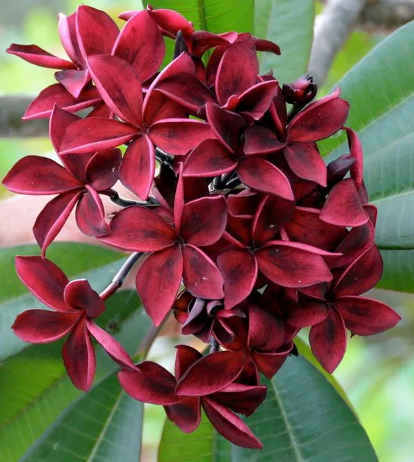 Kathchapa|Plumeria_(Maroon)_Flowering_Plant_&_Tree_(1.5-3.5_Ft_Hight)_For_Sweet_Home_Garden_Hybrid