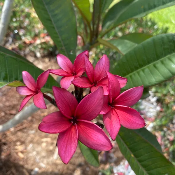 Kathchapa|Plumeria_(Maroon)_Flowering_Plant_&_Tree_(1.5-3.5_Ft_Hight)_For_Sweet_Home_Garden_Hybrid