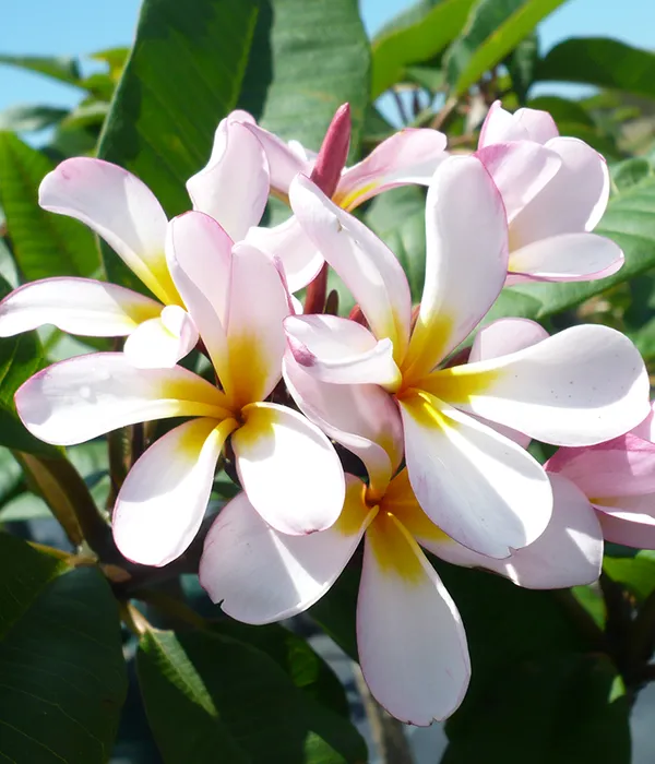 Plumeria|Kathchapa_Flowering_Plant_&_Tree_(1.5-3.5_Ft_Hight)_Well_Watered_Kathchapa__Healthy_Flower_Plant_For_Home_Decoration|Garden