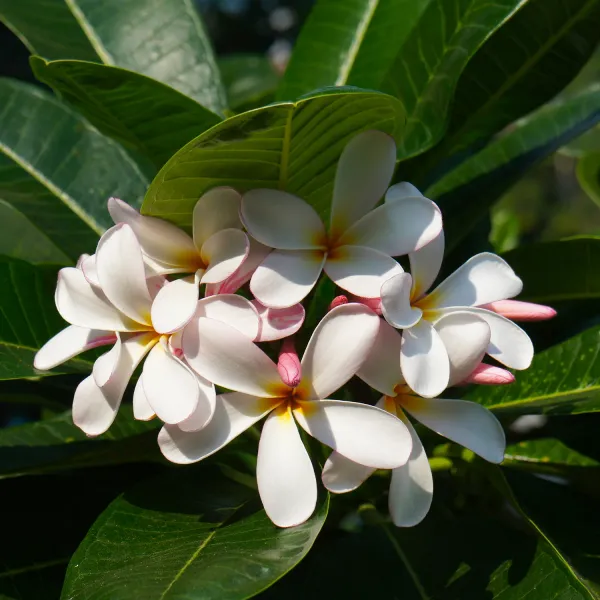 Plumeria|Kathchapa_Flowering_Plant_&_Tree_(1.5-3.5_Ft_Hight)_Well_Watered_Kathchapa__Healthy_Flower_Plant_For_Home_Decoration|Garden