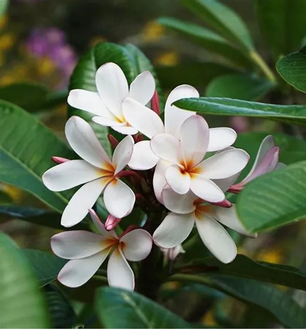 Plumeria|Kathchapa_Flowering_Plant_&_Tree_(1.5-3.5_Ft_Hight)_Well_Watered_Kathchapa__Healthy_Flower_Plant_For_Home_Decoration|Garden