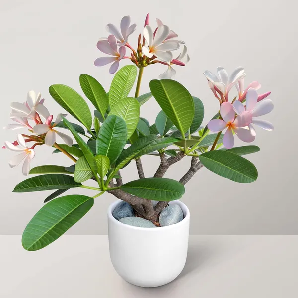 Plumeria|Kathchapa_Flowering_Plant_&_Tree_(1.5-3.5_Ft_Hight)_Well_Watered_Kathchapa__Healthy_Flower_Plant_For_Home_Decoration|Garden