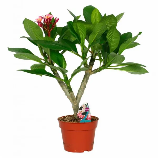 Kathchapa|Plumeria_Flowering_Plant_&_Tree_For_Home_Garden_(1.5-3.5_Ft_Hight)_Plumeria__Healthy_Flower_Plant