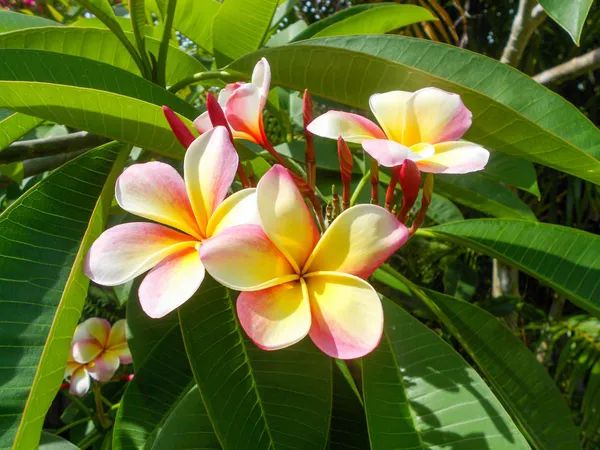 Multicolor_Kathchapa|Kathgolap|Plumeria__Flower_Plant_&_Tree_(1.5-3.5_Ft_Hight)_For_Sweet_Home_Decoration_&_Gardening_Hybrid