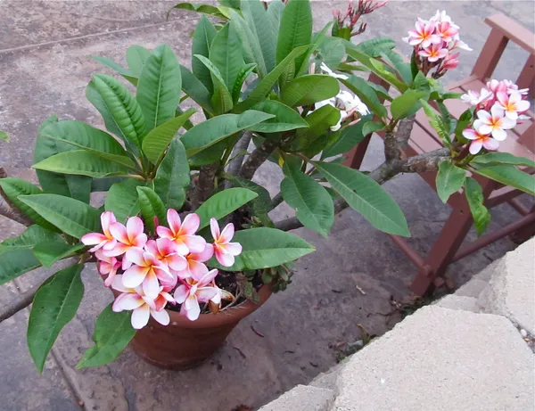 Beautiful_Kathgolap|Kathchapa|Plumeria_Flowering_Plant_&_Tree_(1.5-3.5_Ft_Hight)_For_Sweet_Home_Gardening_Well_Watered_Kathgolap_Flower_Plant_Hybrid